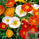 Papaver nudicaule GM P9