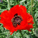Papaver orientale 'Bolero' GM P9