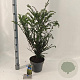 Taxus baccata 70-80 cm 5,0L