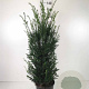 Taxus baccata 100-125 cm 15L