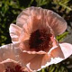 Papaver or. 'May Sadler' GM P9