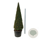 Taxus baccata 200-225 cm cont. 130L piramide