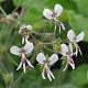 Pelargonium tomentosum GM P9