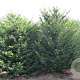Taxus baccata 225-250 cm draadkluit solitair opgeknipt