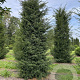Taxus baccata 350-400 cm draadkluit solitair