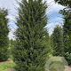 Taxus baccata 400-450 cm draadkluit solitair