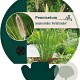 Pennisetum al. 'Herbstzauber' GM P9