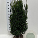 Taxus media 'Hicksii' 100-120 cm met kluit extra