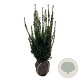 Taxus media 'Hillii' 80-100 cm met kluit extra