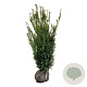 Taxus media 'Hillii' 100-120 cm met kluit