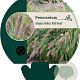 Pennisetum al. 'Redhead' GM P9