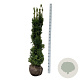 Taxus media 'Viridis' 160-180 cm met kluit extra