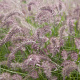 Pennisetum 'Karley Rose' GM P9