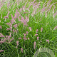 Pennisetum 'Karley Rose' GM P9