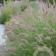 Pennisetum 'Karley Rose' GM P9