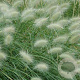 Pennisetum villosum GM P9