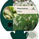Pennisetum villosum GM P9