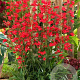Penstemon 'Red Riding Hood' GM P9