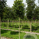 Tilia plat. 'Delft' 10-12 HO draadkluit
