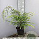 Tsuga heterophylla 50-60 cm 5,0L