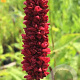 Persicaria amplexicaule 'Black Adder' GM P9