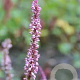 Persicaria amplexicaulis 'Early Pink Lady' GM P9