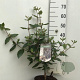 Viburnum burkwoodii 50-60 cm 5,0L