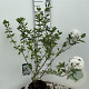 Viburnum burkwoodii 60-80 cm 5,0L