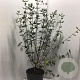 Viburnum burkwoodii 80-100 cm 12L