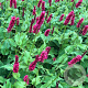 Persicaria a. 'Fat Domino' GM P9