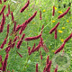 Persicaria a. 'Fat Domino' GM P9