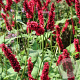 Persicaria a. 'Fat Domino' GM P9