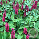 Persicaria a. 'JS Caliente' GM P9