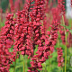 Persicaria a. 'JS Caliente' GM P9
