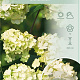 Viburnum plic. 'Grandiflorum' 50-60 cm 4,0L