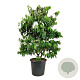 Viburnum plic. Kilimandjaro 150-175 cm cont. 55L extra