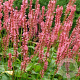 Persicaria a. 'Orangofield' GM P9