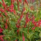 Persicaria a. 'Orangofield' GM P9
