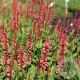 Persicaria a. 'Orangofield' GM P9