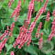 Persicaria a. 'Orangofield' GM P9