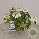 Viburnum plic. 'Watanabe' 30-35 cm 2,5L