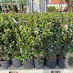 Viburnum tinus 70-90 cm 12L