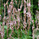 Persicaria amplexicaulus 'Pink Mist' GM P9