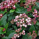 Viburnum tin. 'Eve Price' 80-100 cm 40L