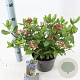 Viburnum tin. 'Gwenllian' 30-40 cm 3,0L