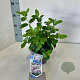 Viburnum tin. Lisarose 25-30 cm 2,0L