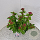 Viburnum tin. Lisarose 40-45 cm 2,5L
