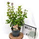 Viburnum tin. Lisarose 40-50 cm 3,0L