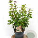 Viburnum tin. Lisarose 40-50 cm 3,0L