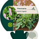 Persicaria bistorta 'Superba' GM P9